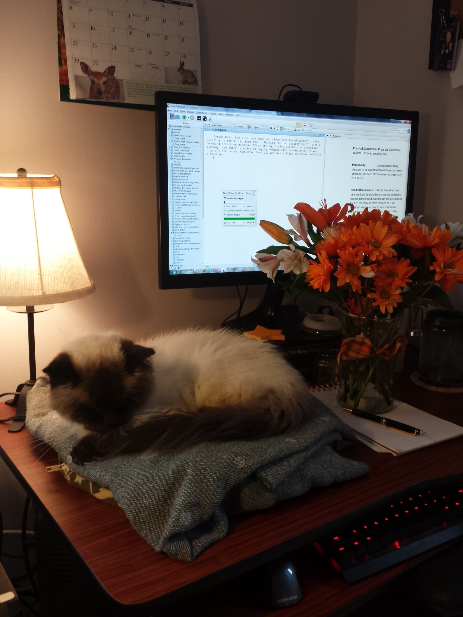 Caico cat NaNoWriMo 20151101_dayone