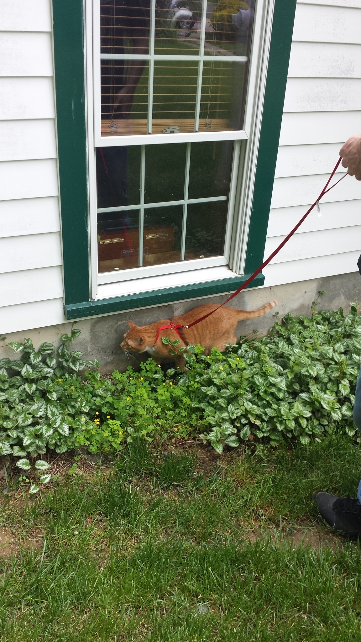 oliver on leash