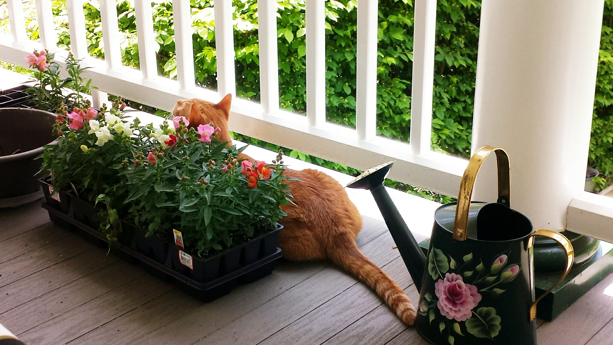 Ollie helping plant flowers 2017-05-16_13.06.24