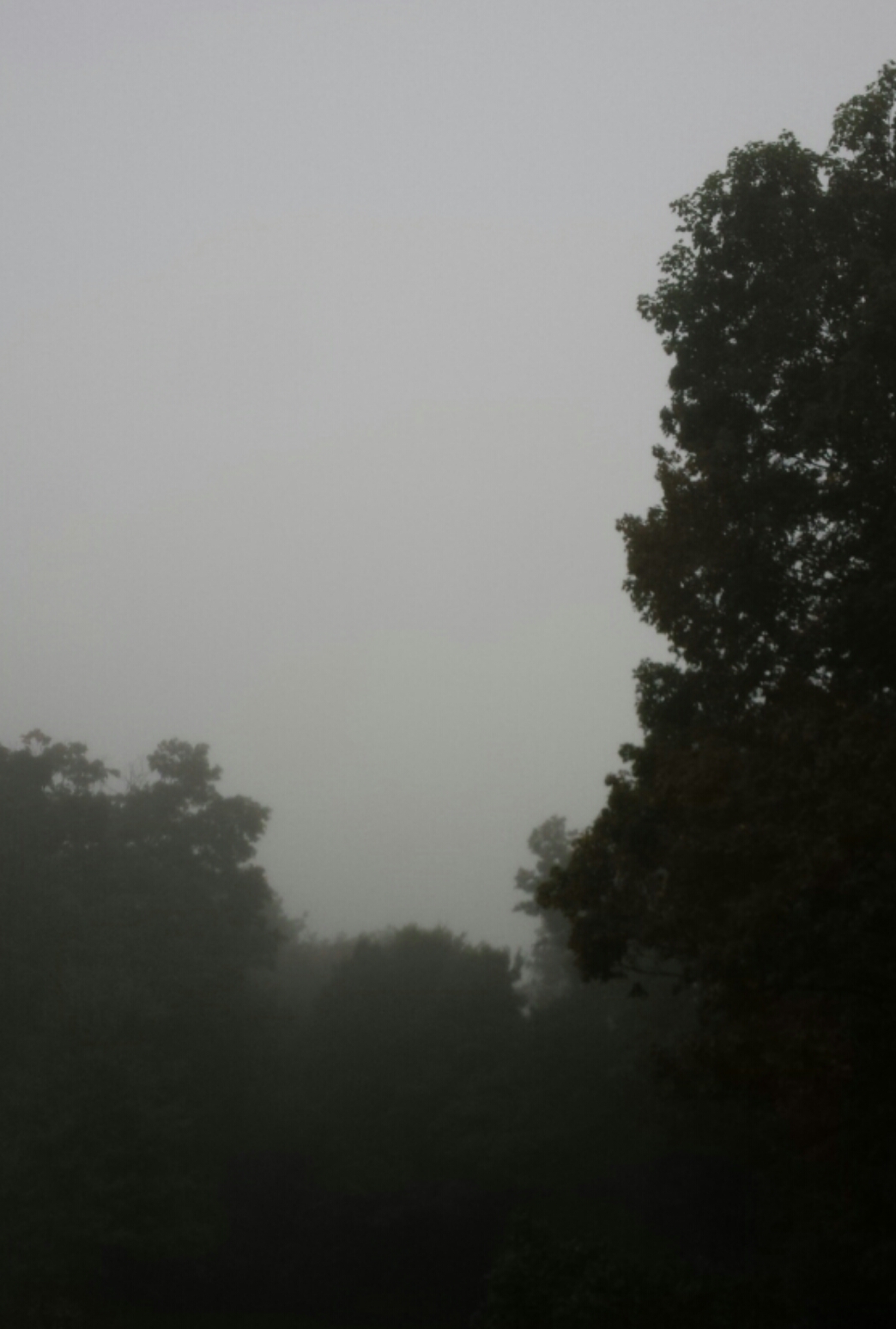 Fog over trees 20170917_202952