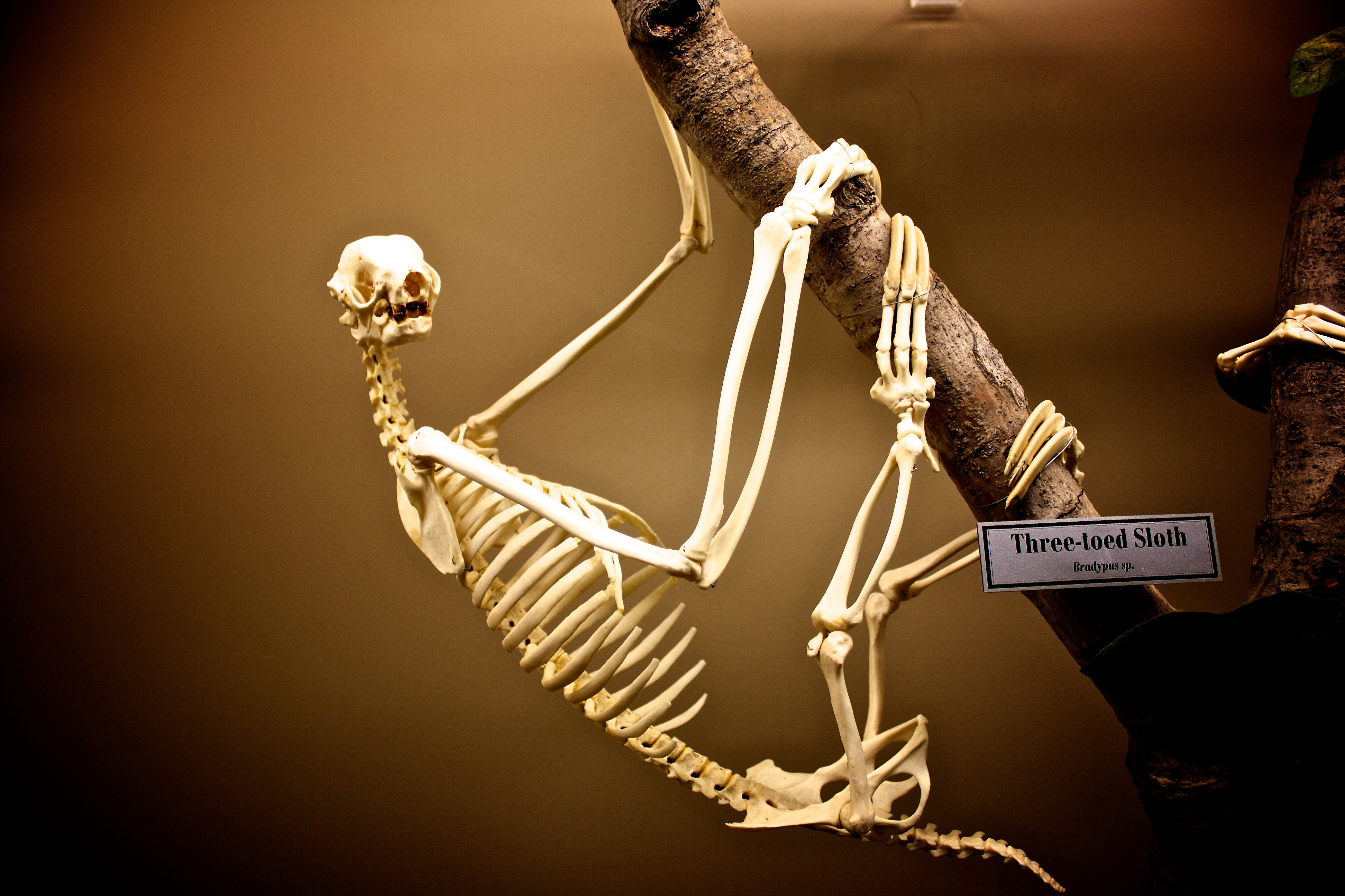 Skeleton_of_a_Three-toed_Sloth