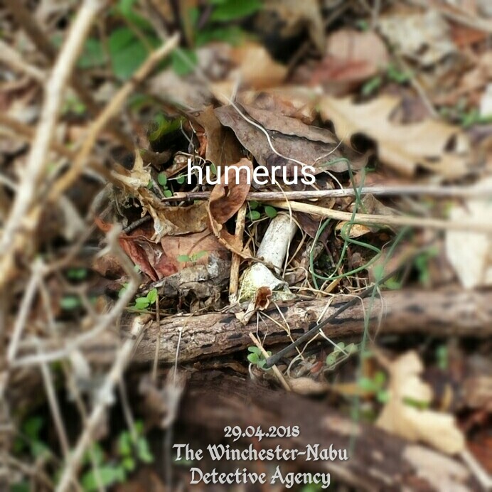 20180429_2ndHumerusFound