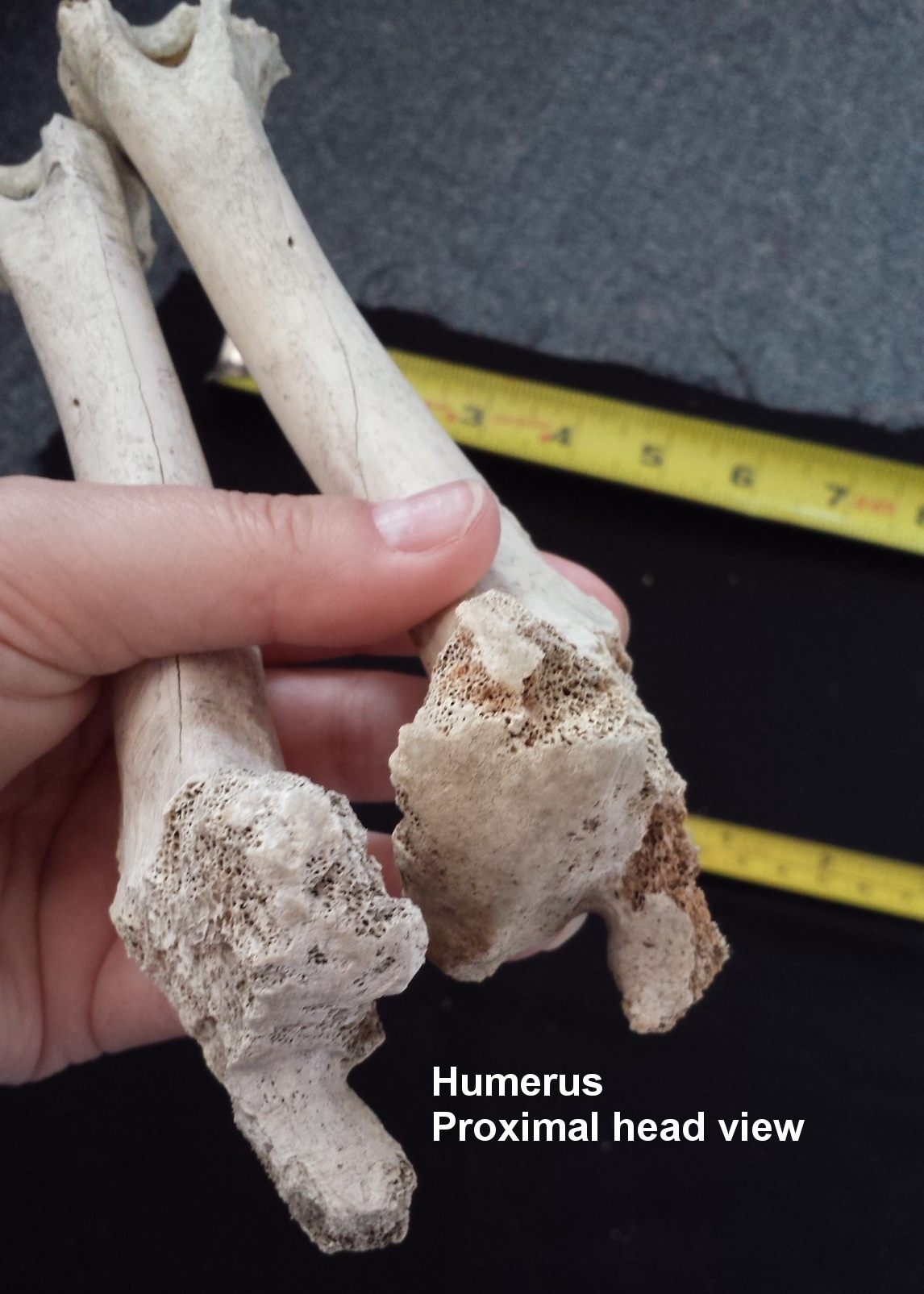 Humerus Comparison Proximal End View