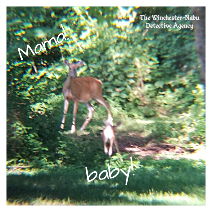 20190713_mama-and-baby