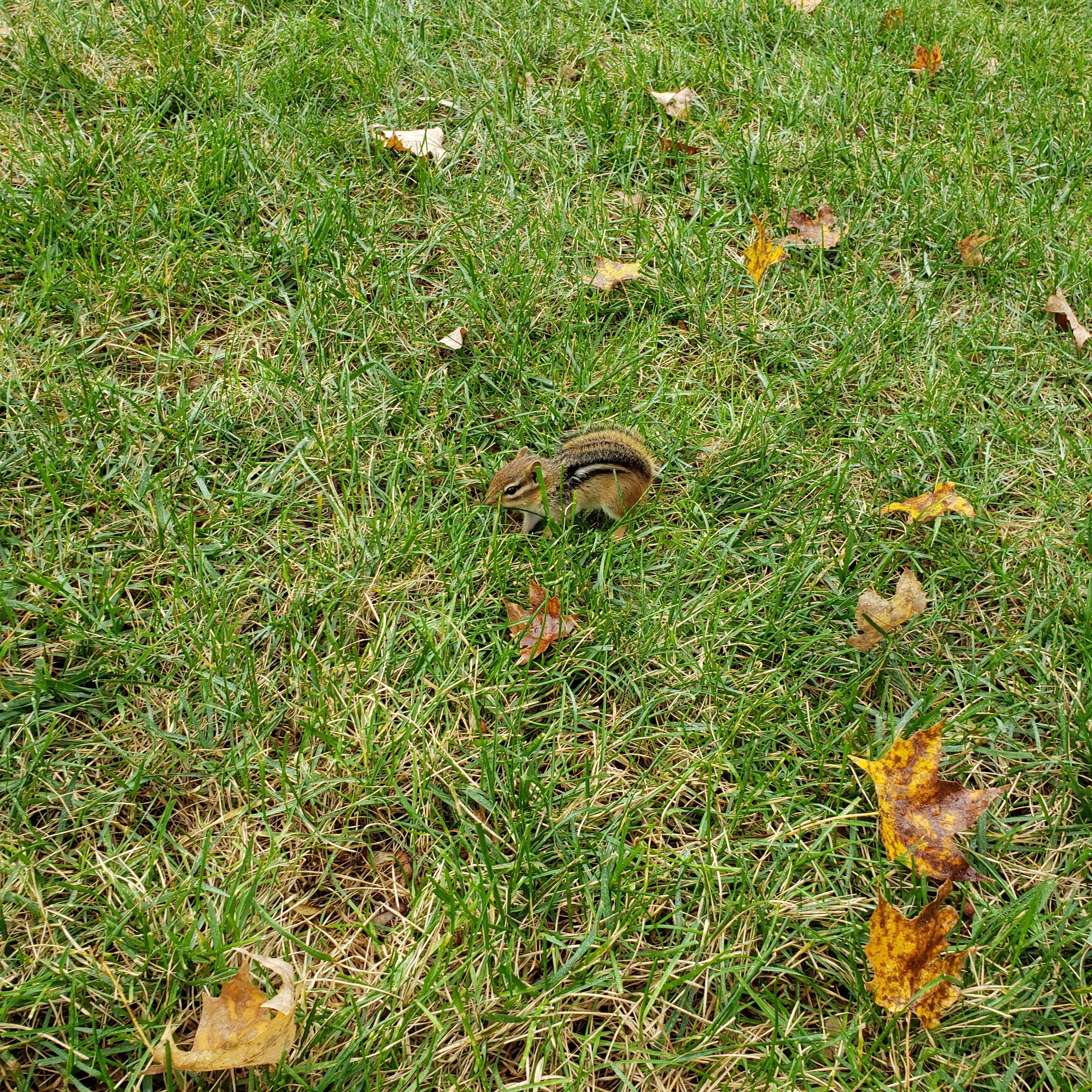 20191022 chipmunk capture (3)