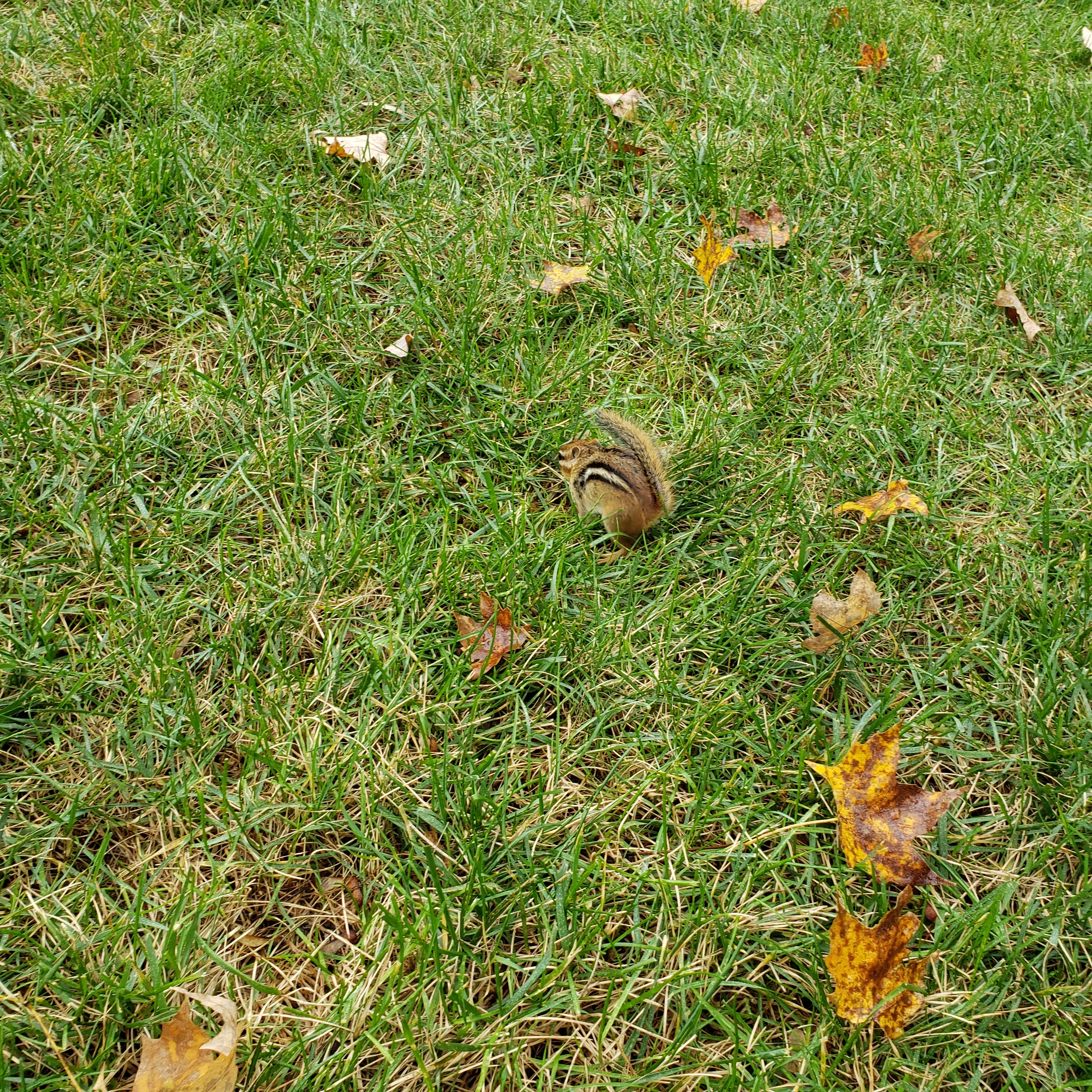 20191022 chipmunk capture (4)