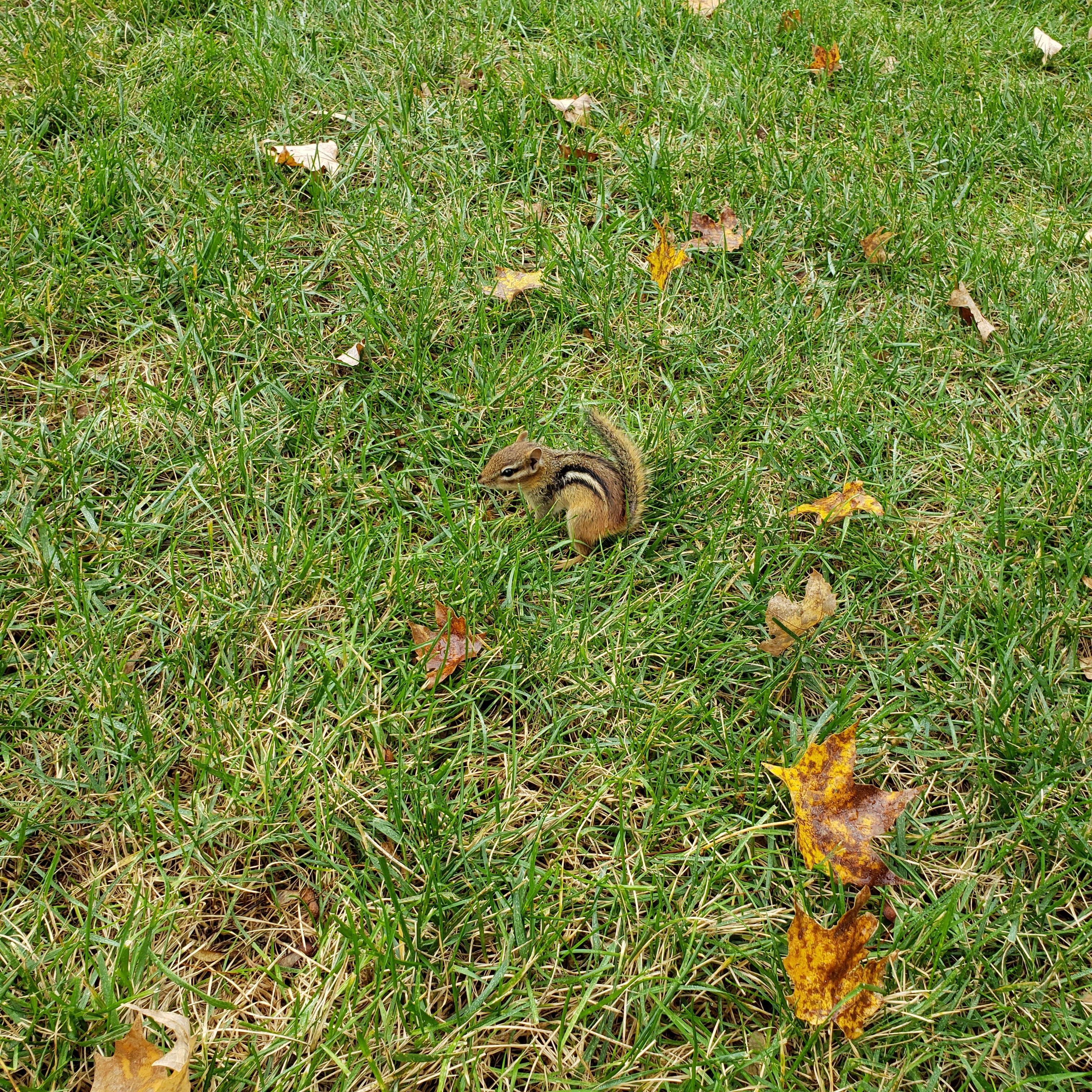 20191022 chipmunk capture (5)