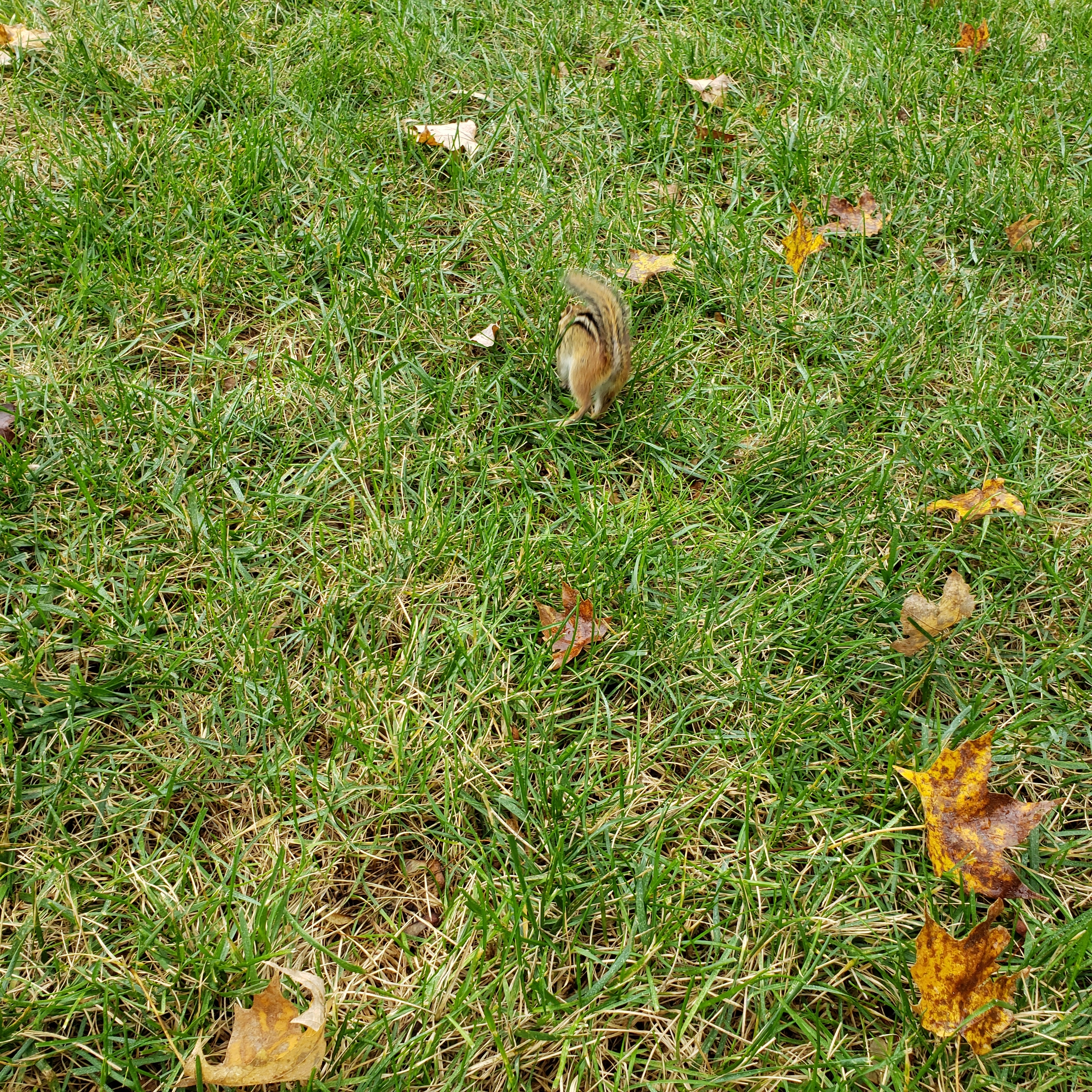 20191022 chipmunk capture (6)