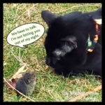 Gus and Vole Fielding