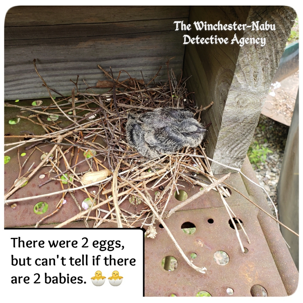 20200602 baby doves2