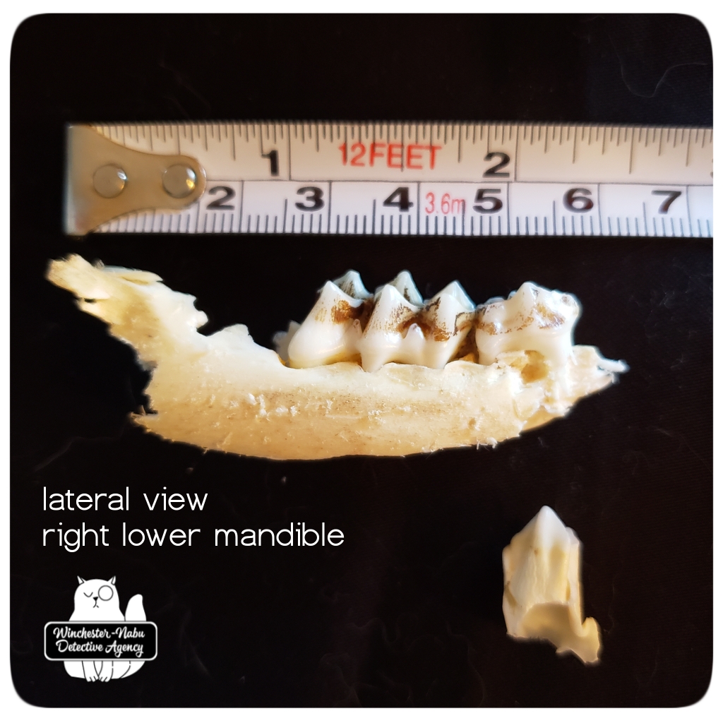 20201014 mandible 1