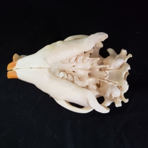 beaver skull