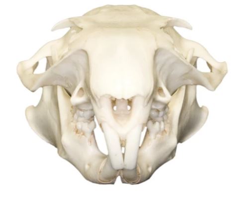 woodchuck skull anterior view – skullsunlimited