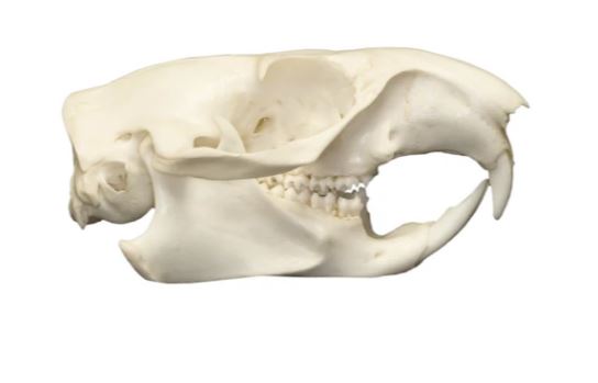 woodchuck skull – skullsunlimited