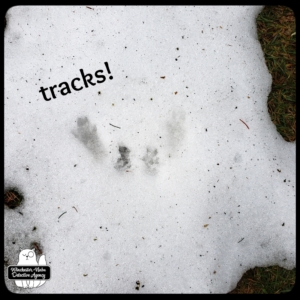 wildlife snow tracks