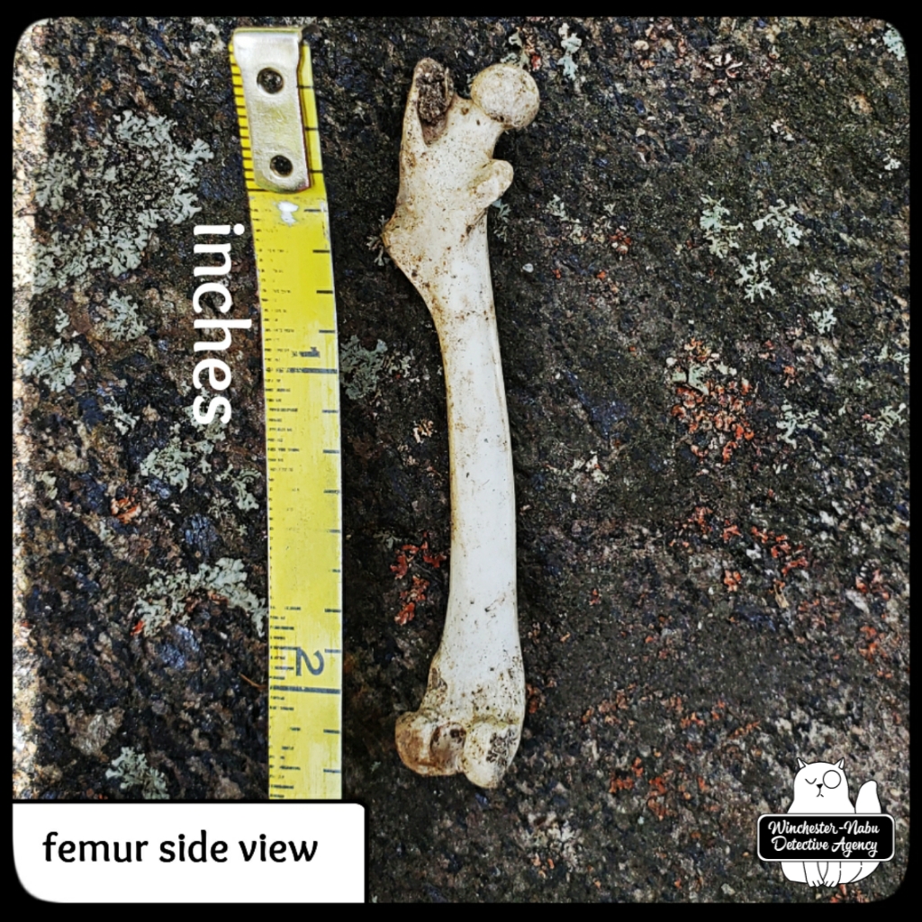 20210427 femur4