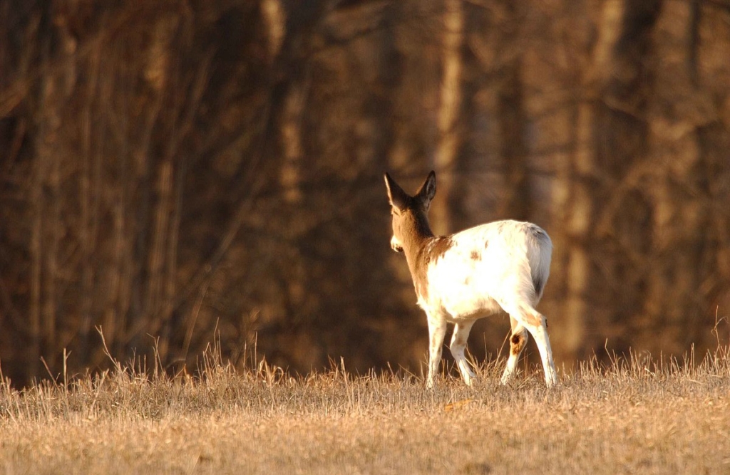 mostly white deer