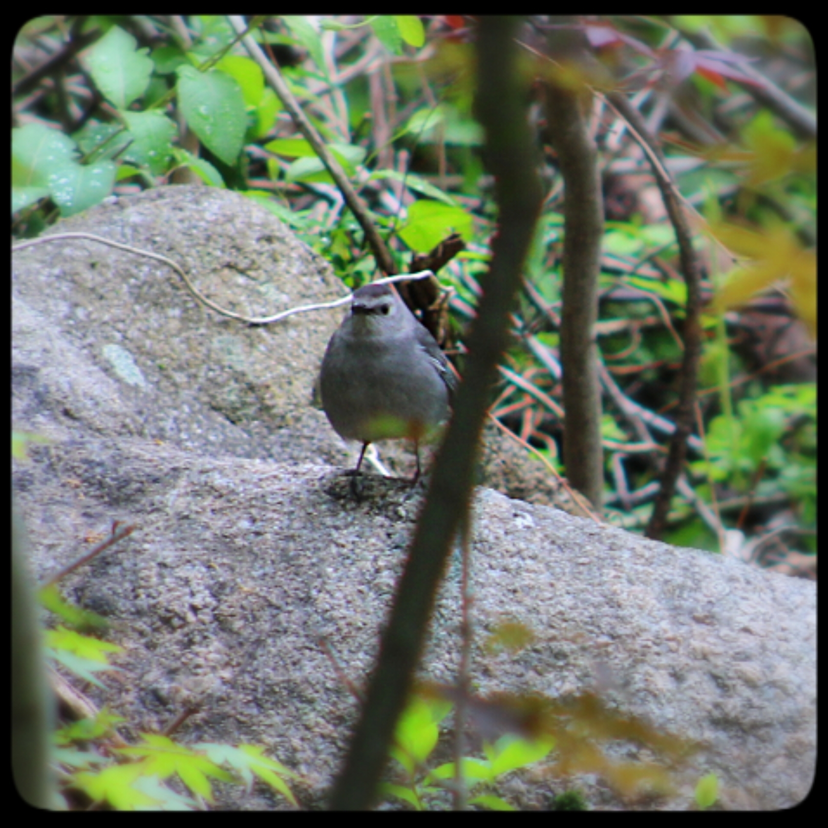 catbird