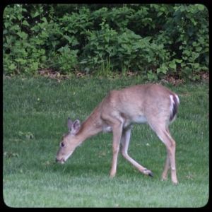 young deer