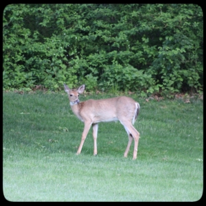 young deer