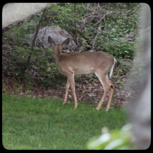 young deer