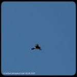 Cooper's hawk flying