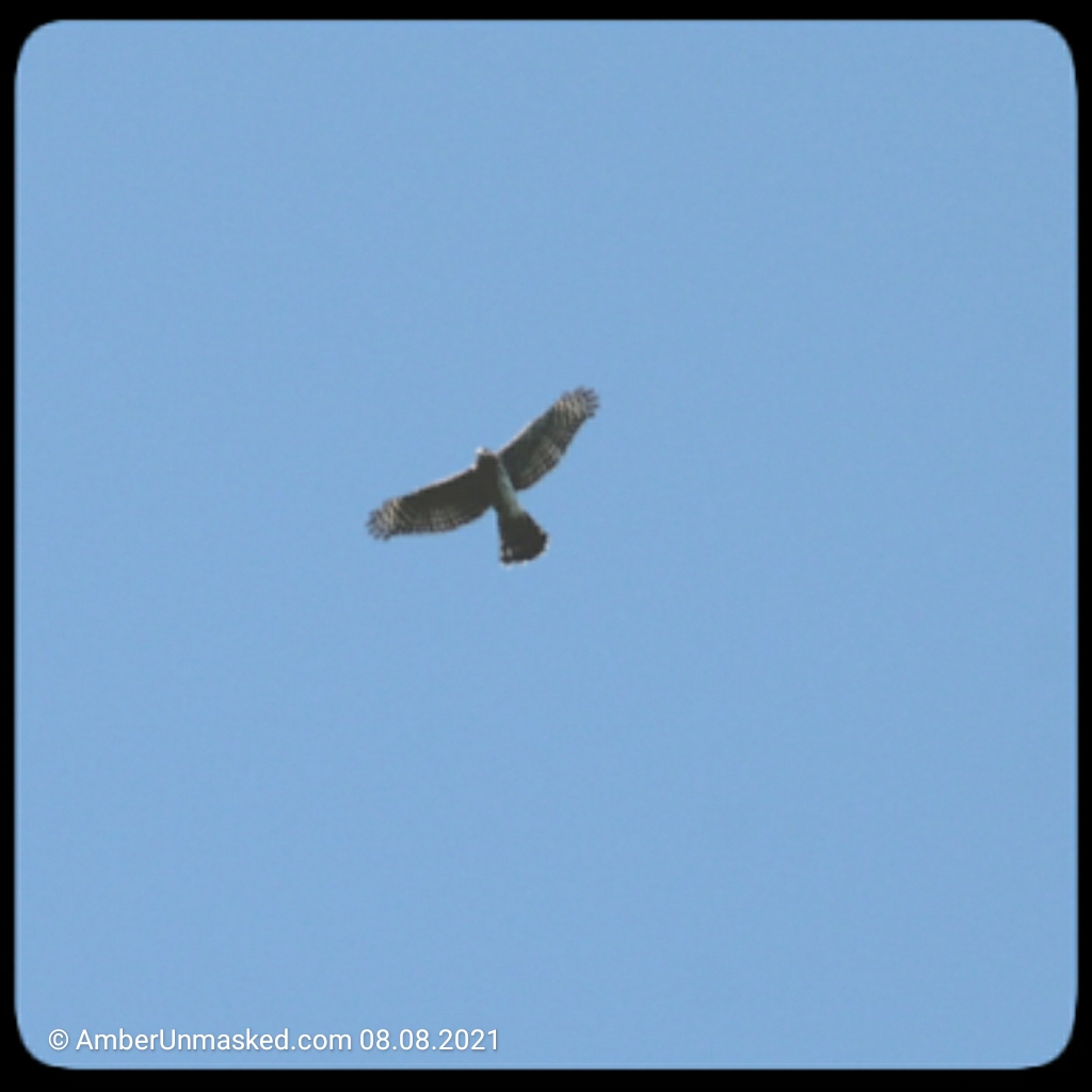 20210808-CoopersHawk (11)