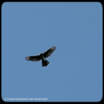 Cooper's hawk flying