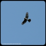 Cooper's hawk flying