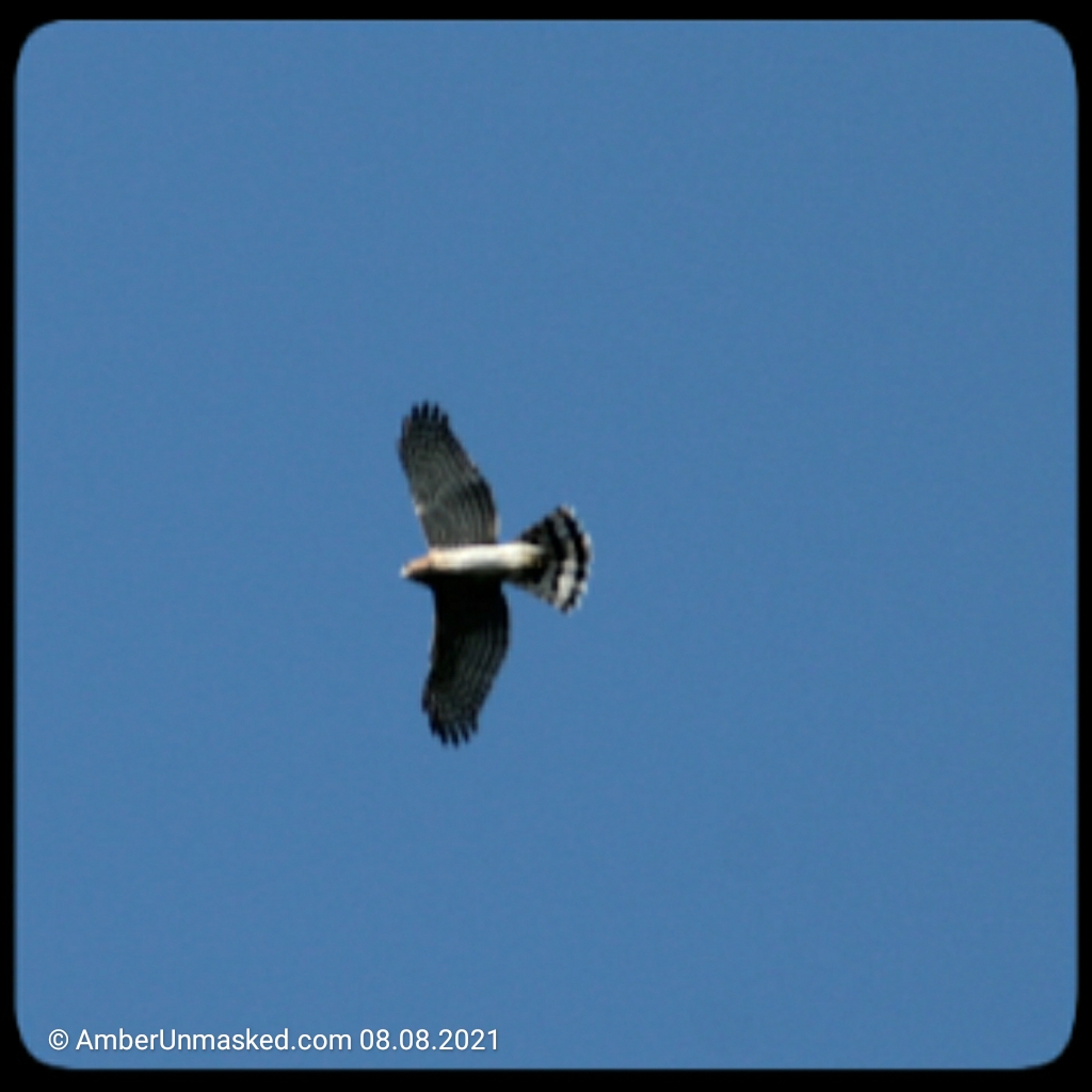 20210808-CoopersHawk (8)