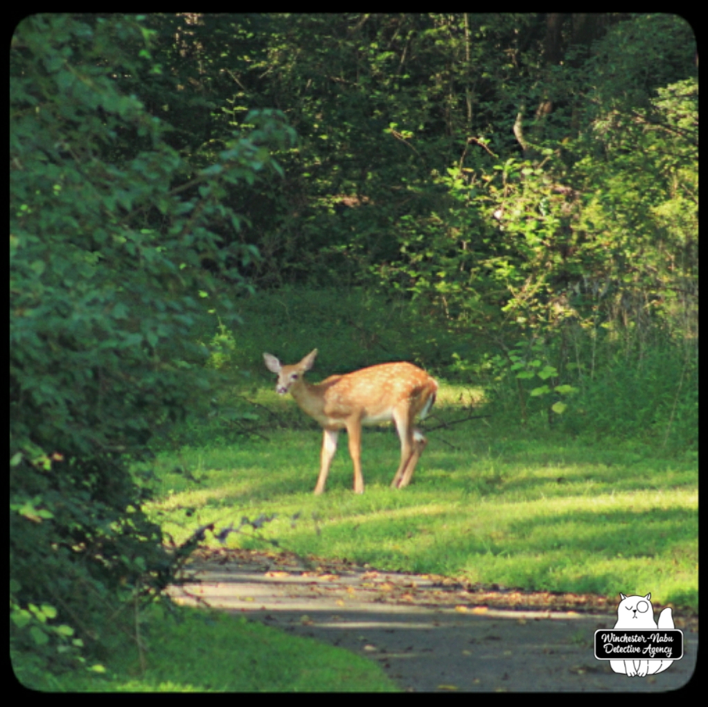 20210828 fawn watching (39)