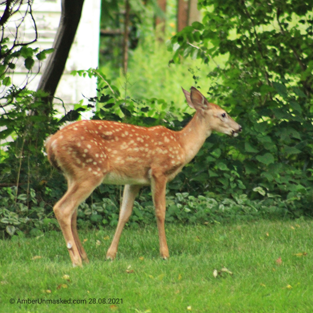 20210828 fawn watching (4)