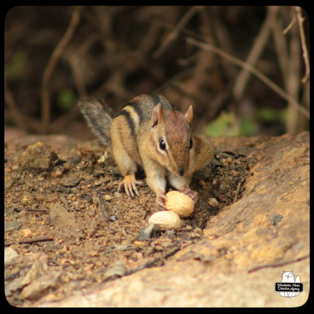 20211007 chipmunks (10)