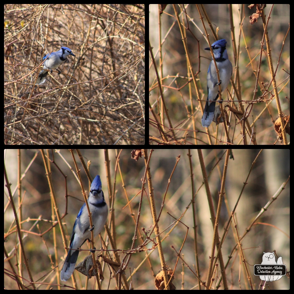 bluejay collage_wm