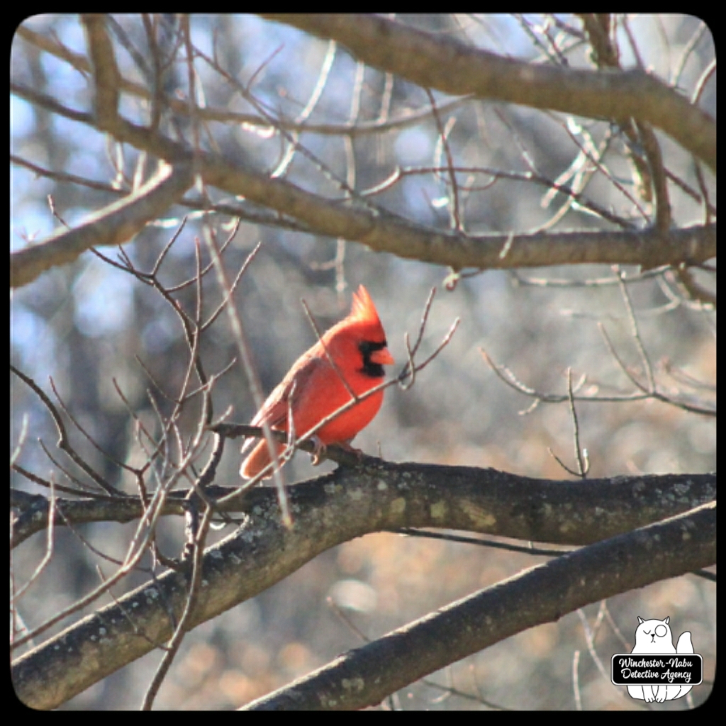 wintercardinal_wm (4)