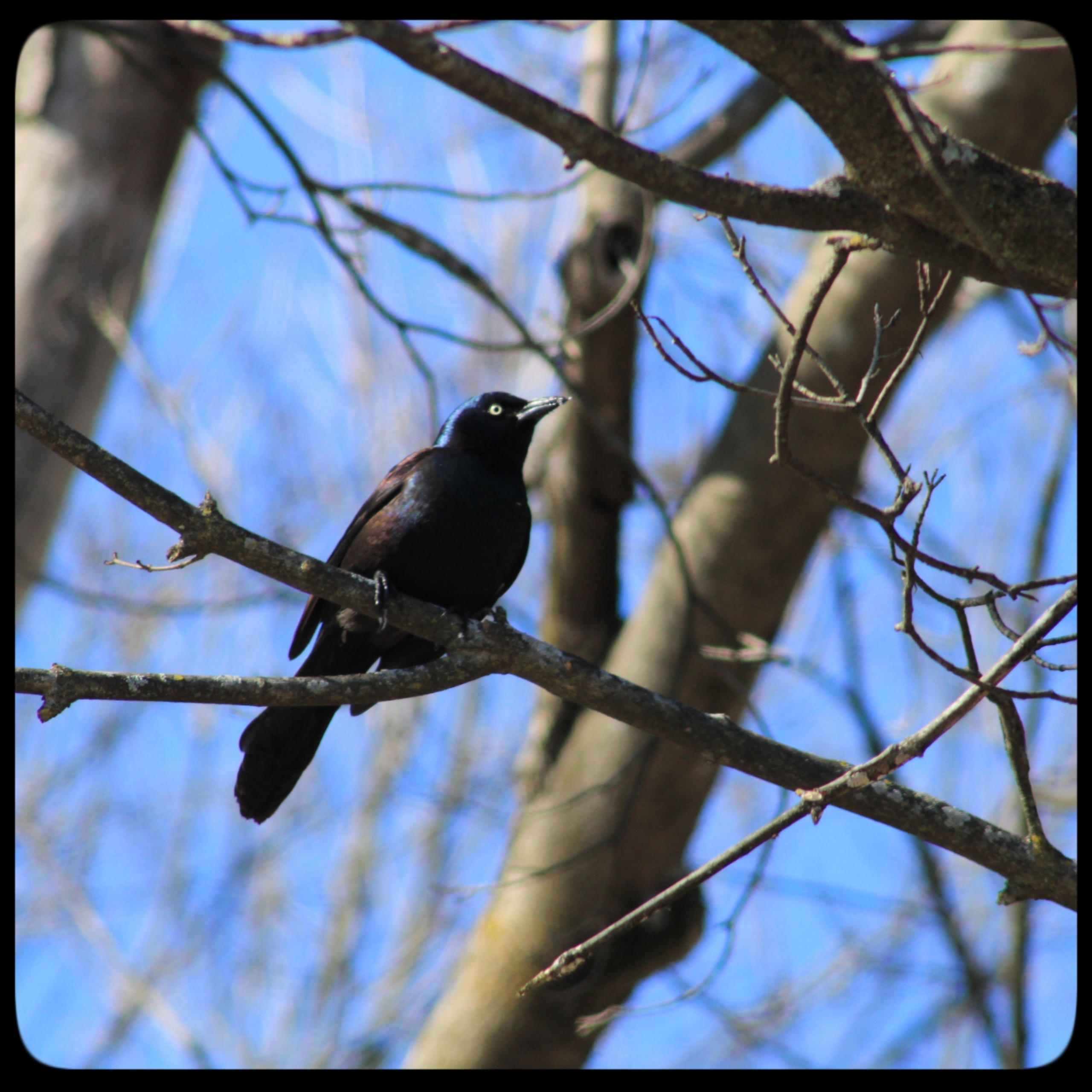 20220215 grackles (3)