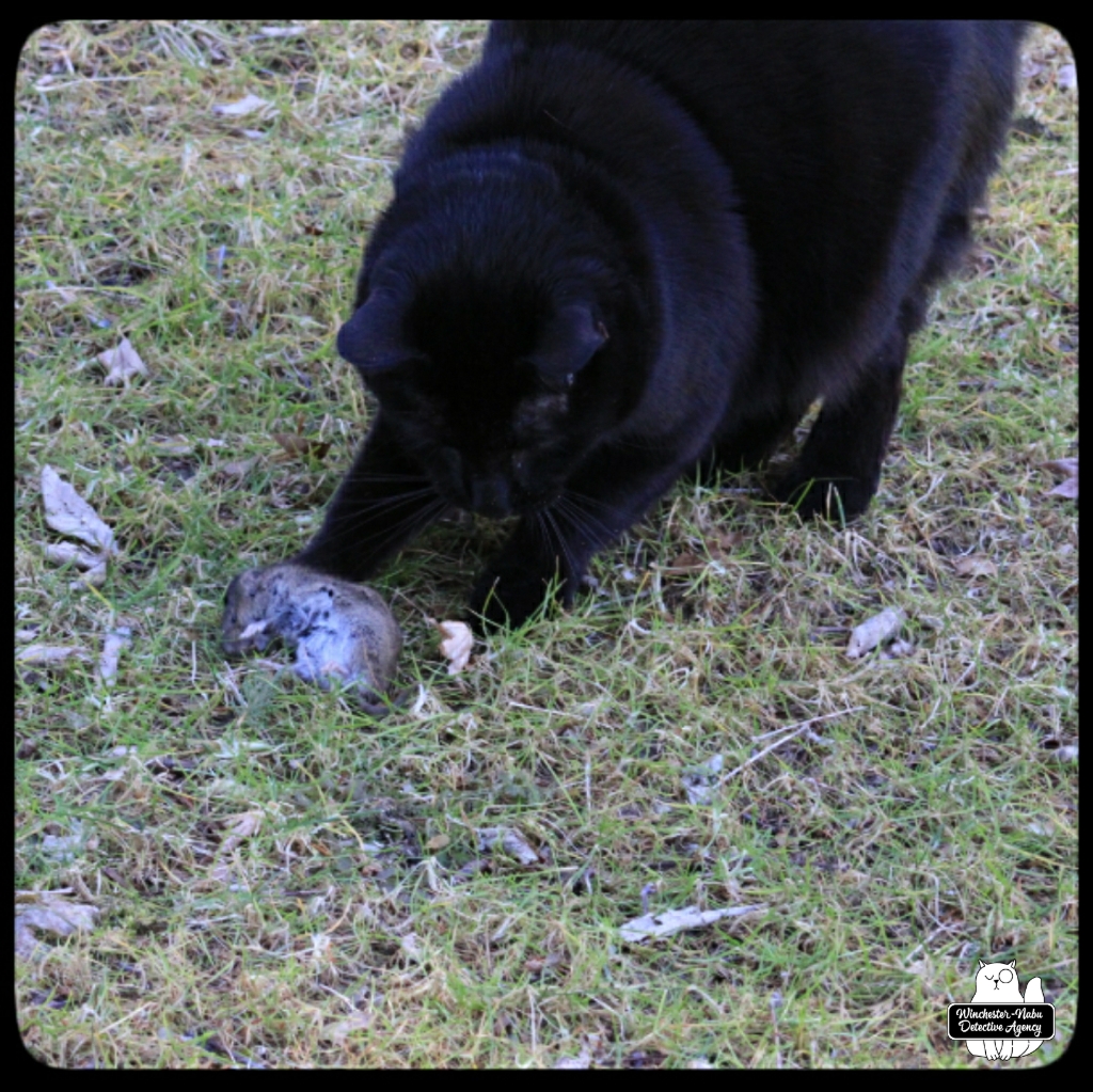 vole hunting (4)