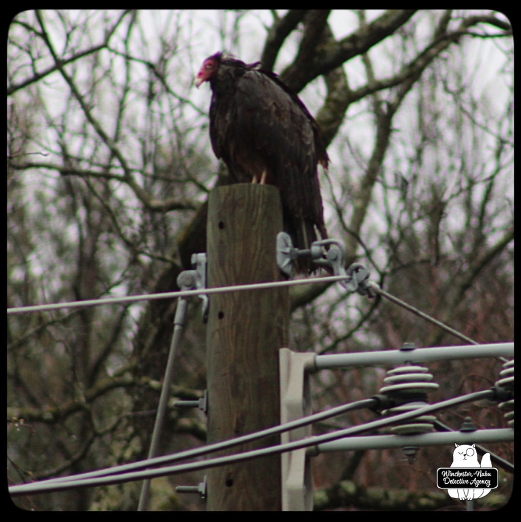 20220422_vulture (4)