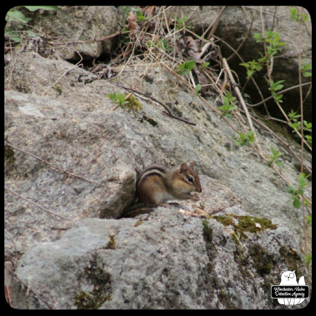 20220426 chipmunk watching (11)