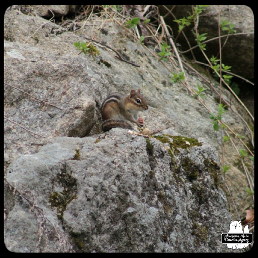 20220426 chipmunk watching (3)