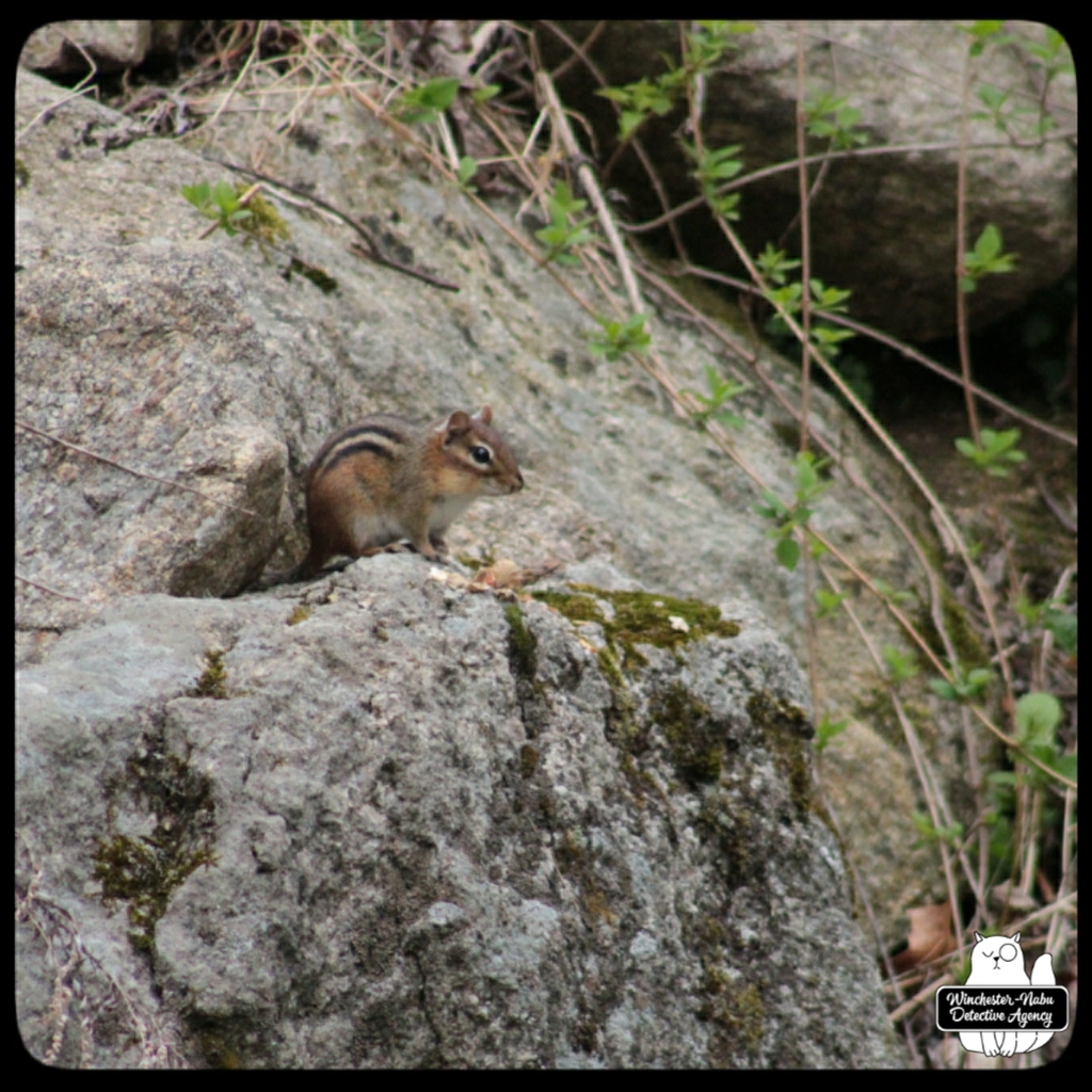 20220426 chipmunk watching (5)