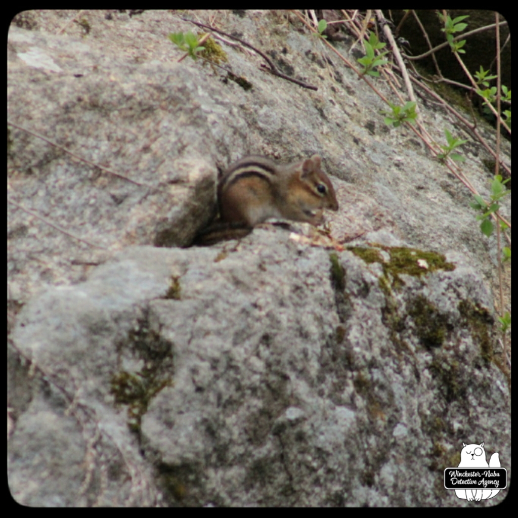 20220426 chipmunk watching (6)