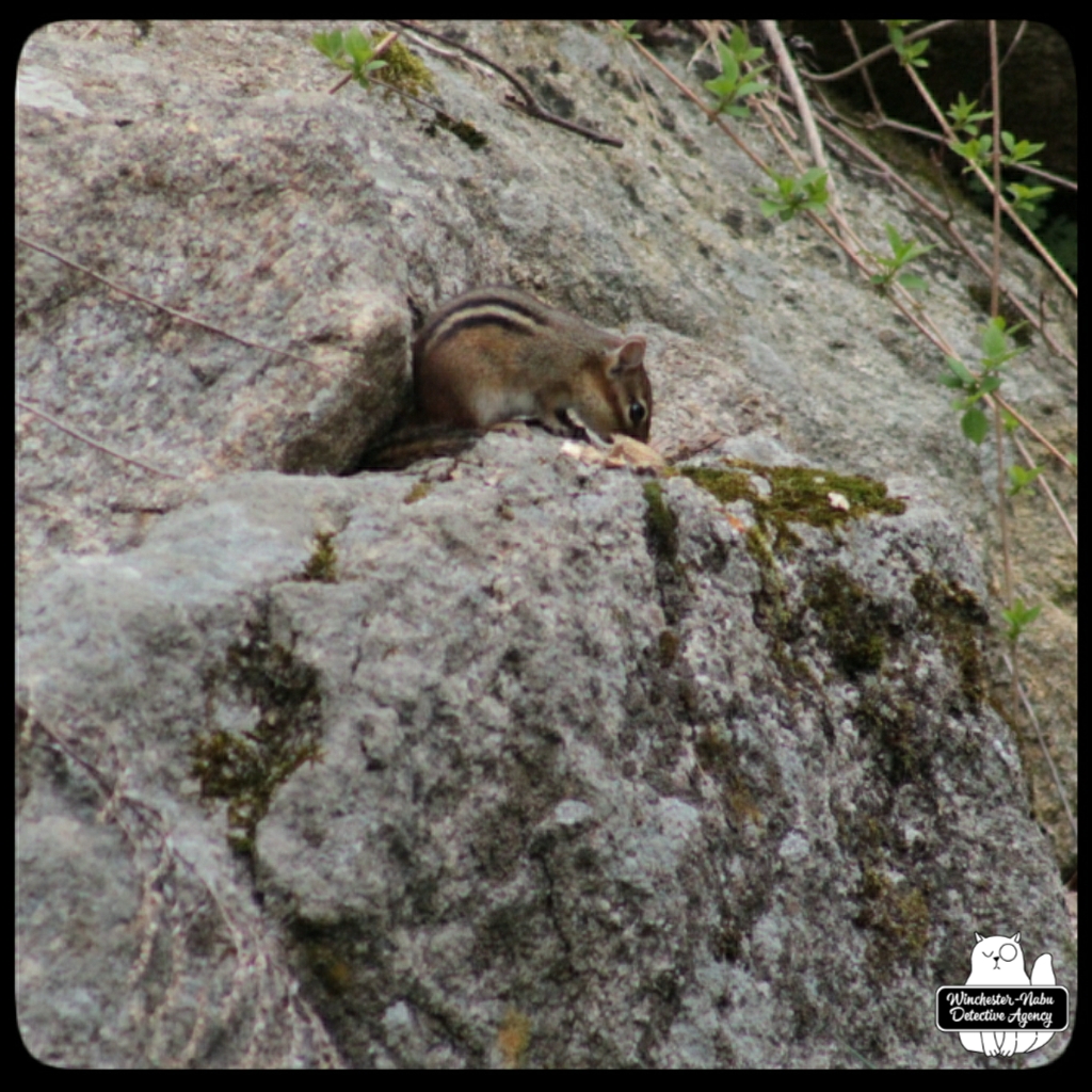 20220426 chipmunk watching (9)