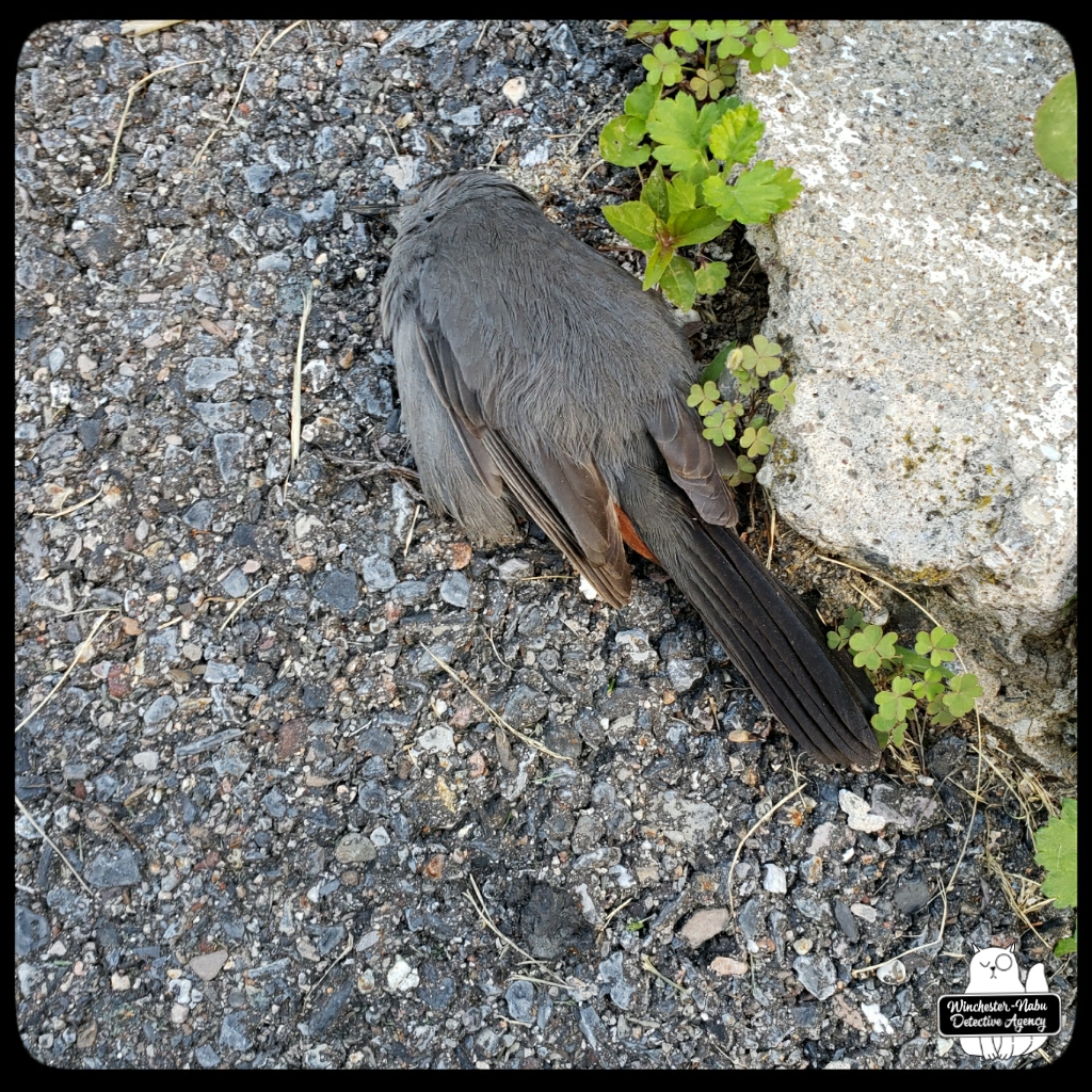 20220605 dead catbird (1)