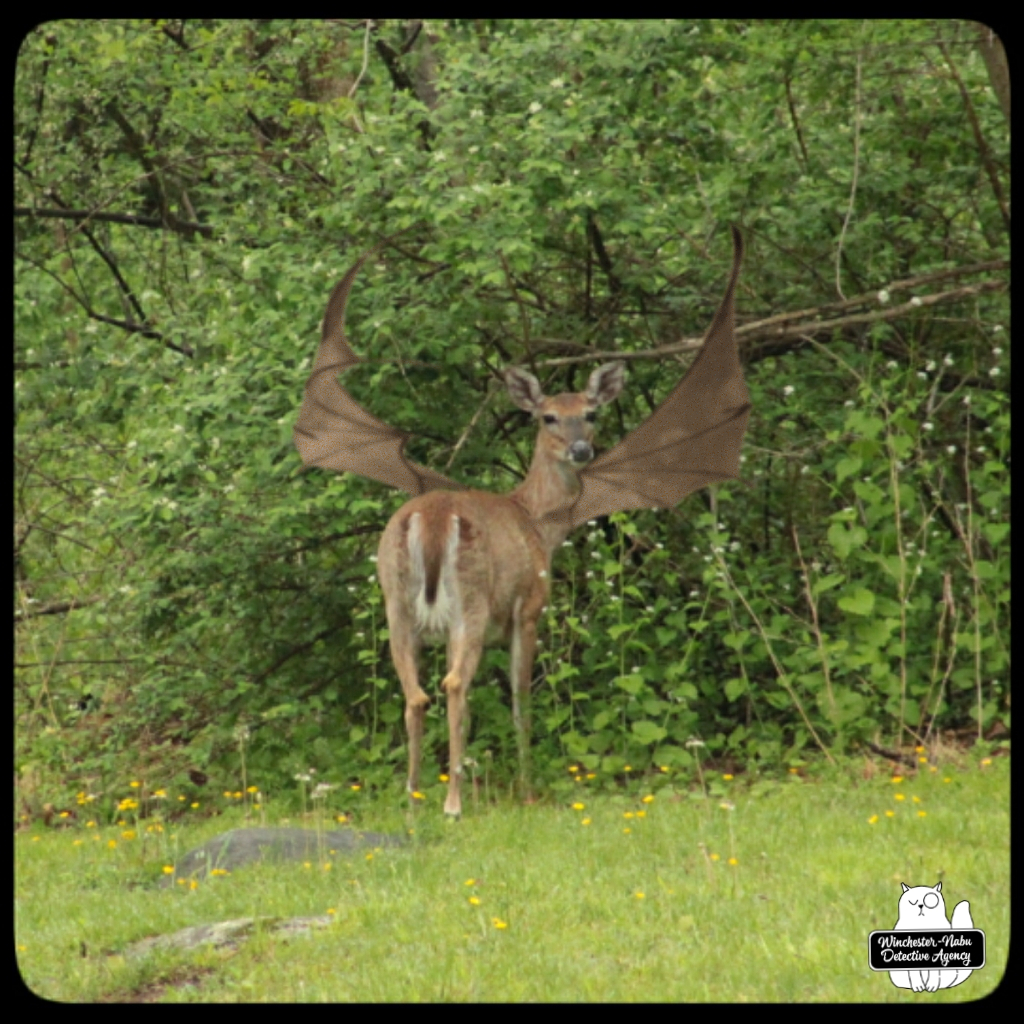 2022 May devil-deer (5)