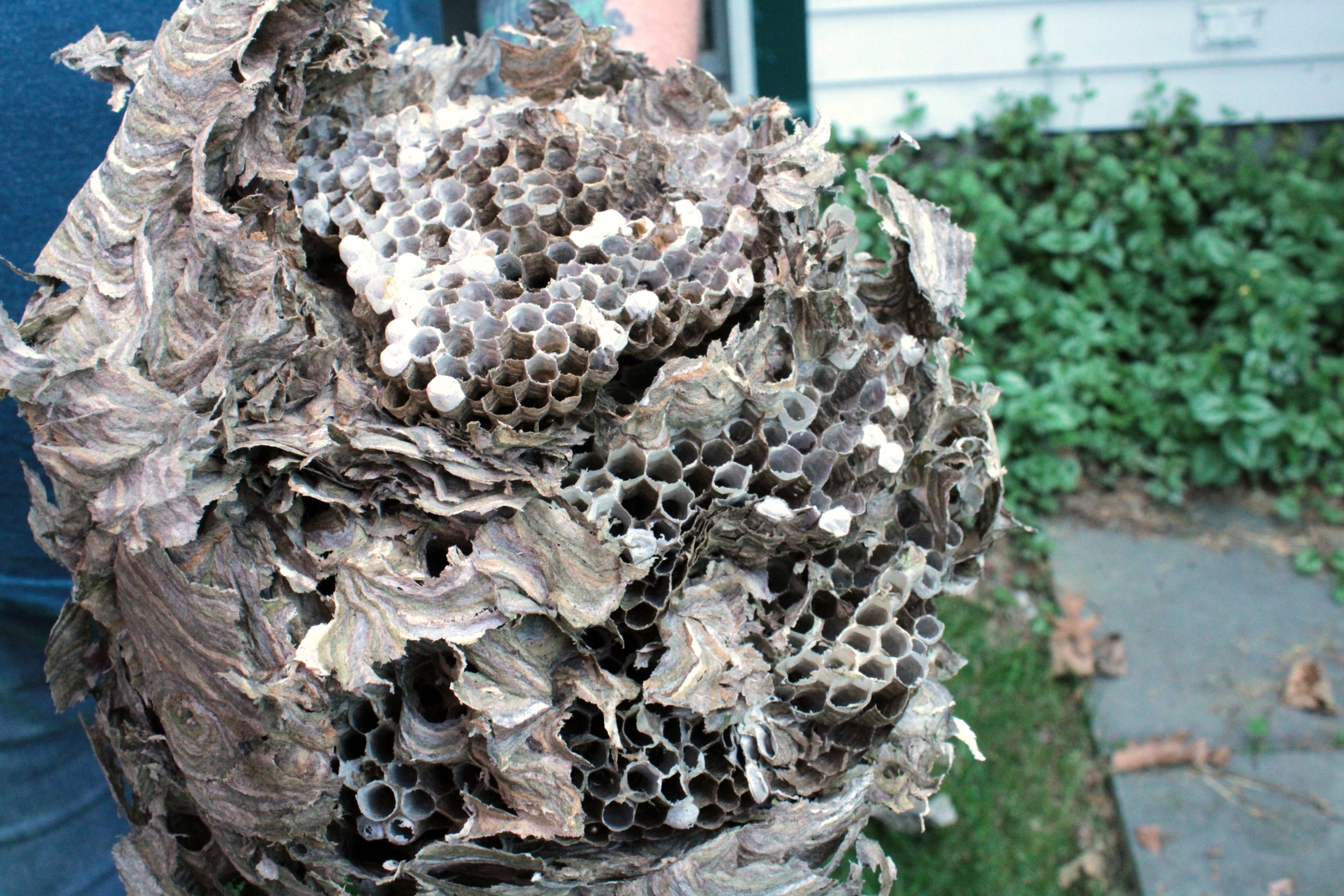 hornet nest removal (3)