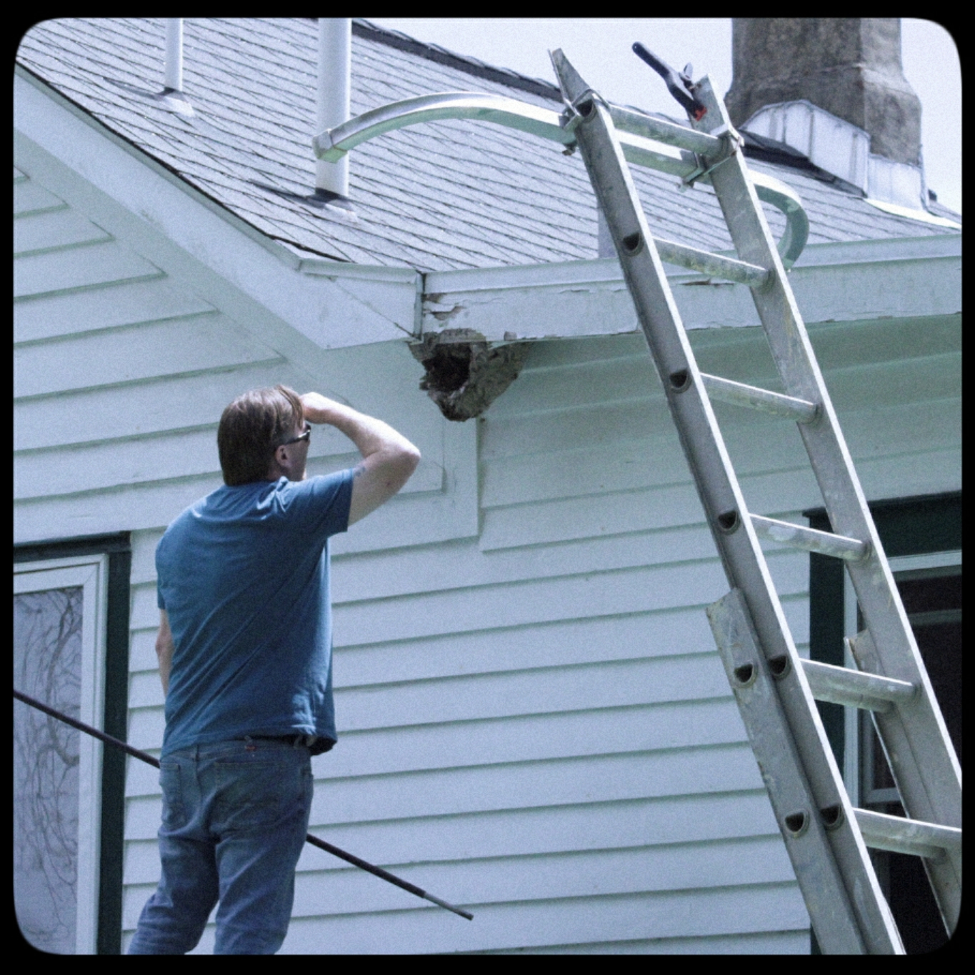 hornet nest removal (4)