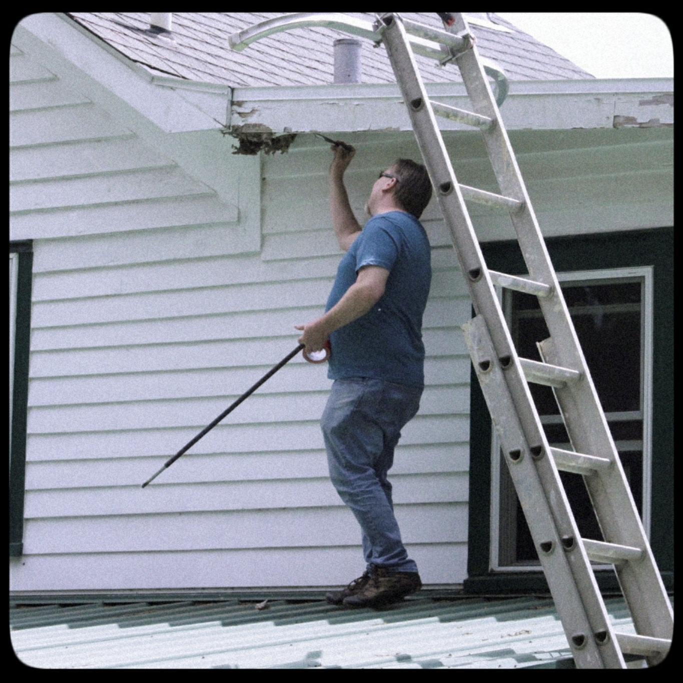 hornet nest removal (7)