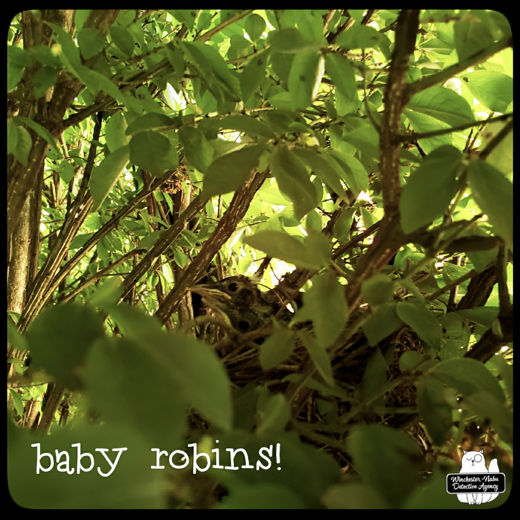 20220606 baby robins (2)