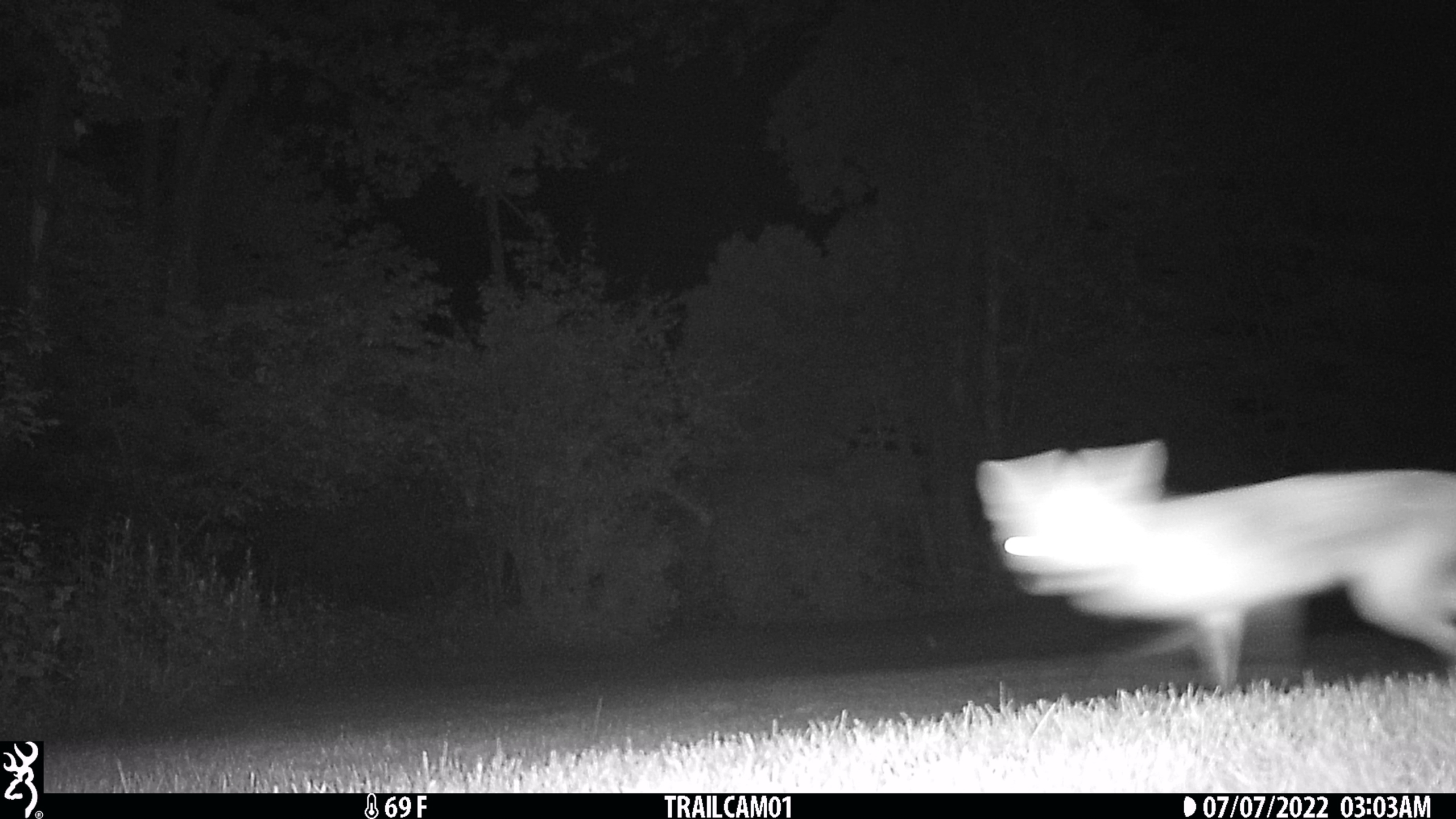 20220707 fox on trailcam orig (2)